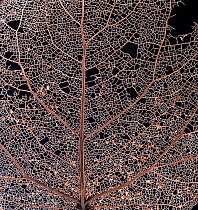 Black poplar (Populus nigra) leaf skeleton macro closeup