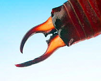 Common earwig (Forficula auricularia) close up of pincers