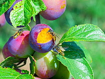 Common wasp (Vespula vulgaris) feeding on ripe plums, England, UK, August.