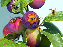 Common wasp (Vespula vulgaris) feeding on ripe plums, England, UK, August.