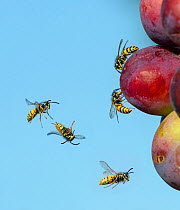 Common wasp (Vespula vulgaris) flying and feeding on ripe plums, England, UK, August. Digital composite.