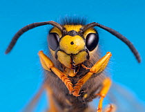 Common wasp (Vespula vulgaris) head portrait