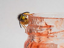 Common wasp (Vespula vulgaris) feeding on raspberry jam.