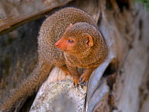 Common dwarf mongoose (Helogale parvula) portrait, captive.