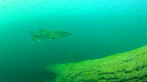Pike (Esox lucius) hunting in a shoal of Perch (Perca fluviatilis), Lake Neuchatel, Switzerland. June.