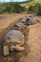 Alcedo giant tortoise (Chelonoidis vandenburghi) group cooling down in ditch, Alcedo Volcano, Isabela Island, Galapagos