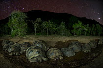 Alcedo giant tortoise (Chelonoidis vandenburghi) group resting in water at night, Alcedo Volcano, Isabela Island, Galapagos