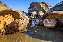Alcedo giant tortoise (Chelonoidis vandenburghi) group resting in pool, Alcedo Volcano, Isabela Island, Galapagos