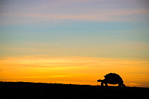 Alcedo giant tortoise (Chelonoidis vandenburghi) silhouetted at sunrise, Alcedo Volcano, Isabela Island, Galapagos