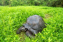 Eastern Santa Cruz giant tortoise (Chelonoidis donfaustoi), Cerro Mesa, Santa Cruz Island, Galapagos