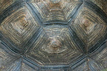 Eastern Santa Cruz giant tortoise (Chelonoidis donfaustoi) close up of shell, Cerro Mesa, Santa Cruz Island, Galapagos