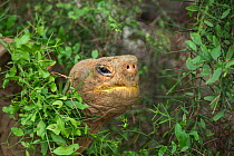 Floreana giant tortoise hybrid descendant (Chelonoidis elephantopus). This individual is a descendant of the extinct Floreana giant tortoise, but hybridised with other species. Fausto Llerena Giant Tr...