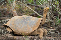 Floreana giant tortoise hybrid descendant (Chelonoidis elephantopus). This individual is a descendant of the extinct Floreana giant tortoise, but hybridised with other species. Fausto Llerena Giant Tr...
