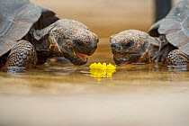 Floreana giant tortoise hybrid descendants (Chelonoidis elephantopus) feeding on flower. These are descendants of the extinct Floreana giant tortoise, but are hybridised with other species. Fausto Lle...