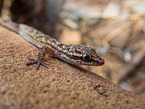 Espanola leaf-toed gecko (Phyllodactylus gorii) Espanola Island, Galapagos.