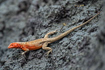 Galapagos lava lizard (Microlophus albemarlensis), Mariela Islands, Elizabeth Bay, Isabela Island