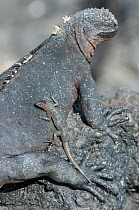 Galapagos lava lizard (Microlophus albemarlensis), sitting on Marine iguana (Amblyrhynchus cristatus) Puerto Villamil, Isabela Island, Galapagos.