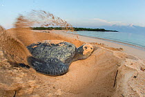 Green turtle (Chelonia mydas) female digging nest, North coast, Santa Cruz Island, Galapagos