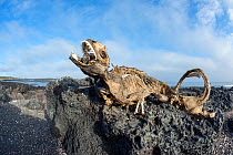 Marine iguana (Amblyrhynchus cristatus), starved to death due to the El Nino effect, Cape Douglas, Fernandina Island, Galapagos