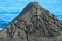 Marine iguana (Amblyrhynchus cristatus) group on rocks, Cape Douglas, Fernandina Island, Galapagos