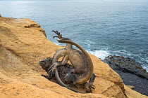 Marine iguanas (Amblyrhynchus cristatus) fighting, Punta Vicente Roca, Isabela Island, Galapagos