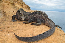 Marine iguana (Amblyrhynchus cristatus) two on coast, Punta Vicente Roca, Isabela Island, Galapagos