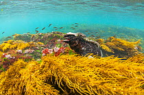 Marine iguana (Amblyrhynchus cristatus) in water, Puerto Egas, Santiago Island, Galapagos