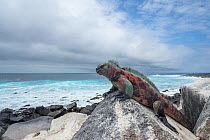 Marine iguana (Amblyrhynchus cristatus) on coast, Puerto Egas, Santiago Island, Galapagos