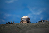Marine iguana (Amblyrhynchus cristatus) peering over rocks, Punta Espinosa, Fernandina Island, Galapagos