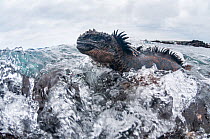 Marine iguana (Amblyrhynchus cristatus) in the surf, Black Beach, Floreana Island, Galapagos