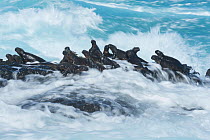 Marine iguana (Amblyrhynchus cristatus) group on rock in the waves, Cape Hammond, Fernandina Island, Galapagos