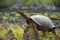 San Cristobal giant tortoise (Chelonoidis chatamensis), Galapaguera, San Cristobal Island, Galapagos