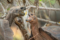 San Cristobal giant tortoises (Chelonoidis chatamensis), fighting, Galapaguera, San Cristobal Island, Galapagos