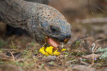 San Cristobal giant tortoise (Chelonoidis chatamensis), feeding on flower, Galapaguera, San Cristobal Island, Galapagos