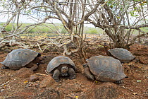 San Cristobal giant tortoise (Chelonoidis chatamensis), Galapaguera, San Cristobal Island, Galapagos