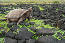 San Cristobal giant tortoise (Chelonoidis chatamensis), &#39;Jacinto Gordillo&#39; Giant Tortoise Breeding Centre, San Cristobal Island, Galapagos