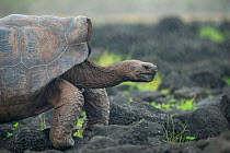 San Cristobal giant tortoise (Chelonoidis chatamensis), &#39;Jacinto Gordillo&#39; Galapagos National Park Tortoise Breeding Centre, San Cristobal Island, Galapagos