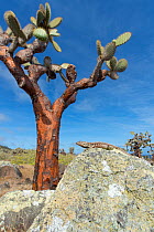 Santa Cruz lava lizard (Microlophus indefatigabilis) with large prickly pear (Opuntia sp) in the background. Santa Fe Island, Galapagos