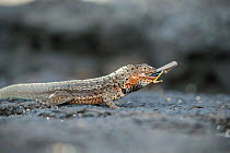 Santa Cruz lava lizard (Microlophus indefatigabilis) Rabida island, Galapagos.