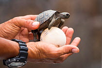 Western Santa Cruz giant tortoise (Chelonoidis porteri) hatchling held in human hand with egg, Highlands, Santa Cruz Island, Galapagos