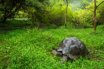 Western Santa Cruz giant tortoise (Chelonoidis porteri) in habitat. El Chato II, Highlands, Santa Cruz Island, Galapagos