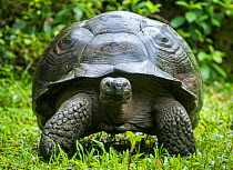 Western Santa Cruz giant tortoise (Chelonoidis porteri) portrait, Highlands, Santa Cruz Island, Galapagos