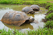 Western Santa Cruz giant tortoise (Chelonoidis porteri), cooling off in water, Highlands, Santa Cruz Island, Galapagos