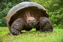Western Santa Cruz giant tortoise (Chelonoidis porteri), El Chato II, Highlands, Santa Cruz Island, Galapagos