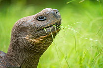 Western Santa Cruz giant tortoise (Chelonoidis porteri) feeding on grass, El Chato II, Highlands, Santa Cruz Island, Galapagos
