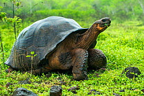 Western Santa Cruz giant tortoise (Chelonoidis porteri) Santa Cruz Island, Galapagos