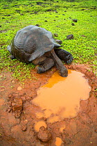 Western Santa Cruz giant tortoise (Chelonoidis porteri) drinking from puddle, Santa Crus Island, Galapagos.