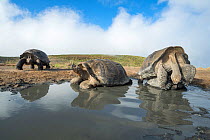 Alcedo giant tortoise (Chelonoidis vandenburghi) pair mating in shallow pool, with two others resting nearby. Alcedo Volcano, Isabela Island, Galapagos
