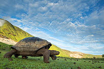 Alcedo giant tortoise (Chelonoidis vandenburghi) walking, Alcedo Volcano, Isabela Island, Galapagos
