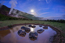 Alcedo giant tortoises (Chelonoidis vandenburghi) group resting in water on moonlit night to keep cool, Alcedo Volcano, Isabela Island, Galapagos